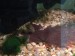 chinese algae eater