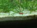 Red Shrimp