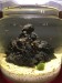 Nighttime with crushed aragonite substrate