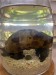 1-year-old tank, alt view