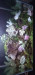 Screenshot_20220722-004325_Gallery.jpg (659.79 KiB) Viewed 16412 times Screenshot_20220722-004325_Gallery.jpg