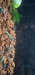 Screenshot_20220722-001100_Gallery.jpg (726.95 KiB) Viewed 16412 times Screenshot_20220722-001100_Gallery.jpg